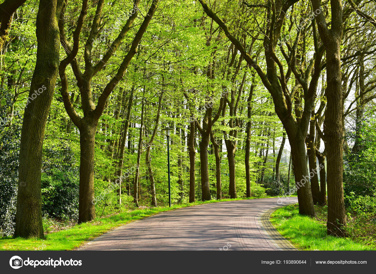 depositphotos_193890644-stock-photo-lane-oak-trees-dutch-province.jpg